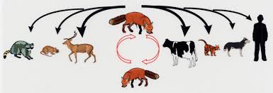 Image result for Rabies