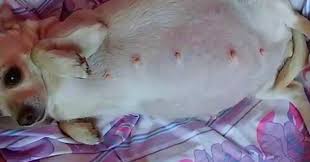 Heavily Pregnant Chihuahua With A Large Belly Goes Into Labor To Reveal Bigger Secret Chihuahua Pregnant Dog Pregnant Cat
