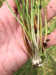 Image result for Isoetes schweinfurthii