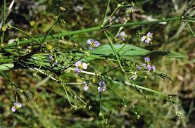 Image result for Aneilema lanceolatum