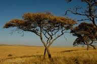 Image result for Burkea africana
