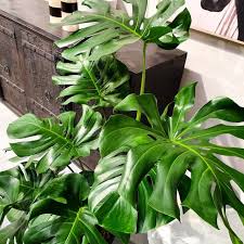 Monstera