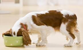 How to make bone broth for dogs in slow cooker. Easy Diy Bone Broth Recipe Your Dog Is Begging For The Dogington Post