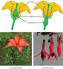 Toxicodendron diversilobum, better known as. Male And Female Flower Parts Diagram The Parts Of A Flower Sometimes Flowers Have Both Female And Male Reproductive Parts