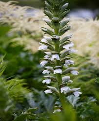 Image result for Acanthus