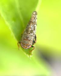 Résultat de recherche d'images pour "leaf hoppers"