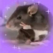 Raton Amor Y Paz Memes De Animales Divertidos Memes Divertidos Memes