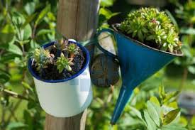 Hauswurz Judith Dzierzawa Lizenzfrei Royalty Free Pflanzgefasse Pflanzen Garten Pflanzen