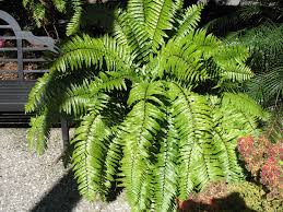 Image result for Nephrolepis biserrata