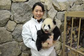The great panda adventure is a go, diego, go! Life Of A Panda Breeder In Japan Is No Walk In The Park The Japan Times