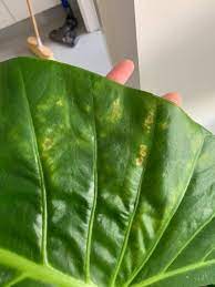 Elephant ear plants can refer to several species of tropical plants grown for their enormous elephant ear plants are not cold hardy. Houseplants Forum Elephant Ear Disease Garden Org