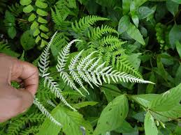 Image result for Aleuritopteris