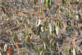 Image result for Croton gratissimus