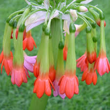 Image result for Scadoxus