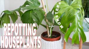 Learn how to care for monstera plants. How To Repot A Houseplant Repotting My Monstera Deliciosa Cheese Plant Youtube