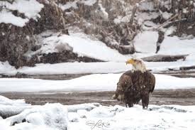 One Eagles Story: E/63