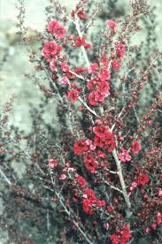 Image result for Leptospermum scoparium