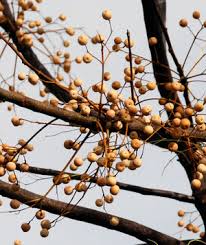 See full list on healthbenefitstimes.com Cyprus Interiors Vi The Mavromata Or Chinaberry Tree Fergusmurraysculpture Com