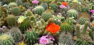 Cacti reproduce sexually through flower and seed production, or asexually by the fragmentation and rooting of stems. Plant Of The Month Cactus West Hawaii Today