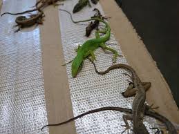 Step by step guide to walking your lizard. Egnb5n76mmpc3m