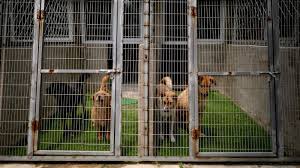 To kick someone while they're down, to add to someone's misfortunes. In Fight To Ban Dog Meat China S Activists Find An Ally The Coronavirus The New York Times