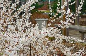 8 Gorgeous Plants To Add Shimmer To Your Winter Garden Finding Sea Turtles Shade Perennials Plants Winter Garden