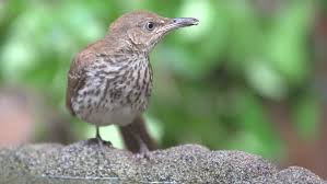 They eat mostly insects like caterpillars and grasshoppers. Brown Thrasher Toxostoma Rufum Is Stock Footage Video 100 Royalty Free 6630629 Shutterstock