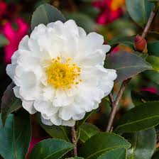 Image result for Camellia