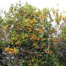 Image result for Pterocelastrus