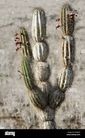 Image result for Sclerocarpus africanus