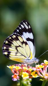 Check spelling or type a new query. 69 Desktop Backgrounds Butterflies On Wallpapersafari