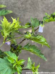 Image result for Nicandra physalodes