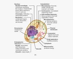 This Illustration Shows A Typical Eukaryotic Cell Animal Cells And Structure Hd Png Download Transparent Png Image Pngitem