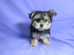 For the dog lover searching for responsibly bred, healthy, confident, and loving puppies. Papillon Puppies For Sale Craigslist Nar Media Kit