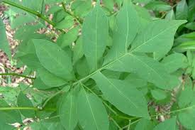 Image result for Solanum seaforthianum