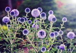 Easy to grow and makes a lovely addition to any balcony or window box. 10 Types Of Easy Care Perennial Flowers