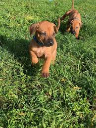 All desta rhodesian ridgeback pet puppies are sold on a spay/neuter contract with a limited akc registration and do not leave their litter until they are a minimum of 8 weeks old. Rhodesian Ridgeback Puppies For Sale Pets4you Com