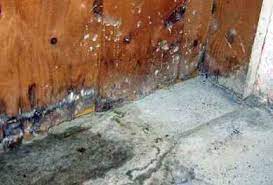 When seeing under the microscope, the body of the mold will look like filaments. White Mold Vs Efflorescence Differences Dangers Dealing With Mold