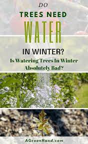 Is Watering The Trees In Winter A Bad Idea Watering Trees Winter Trees Watering