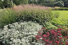 Dreinerviges Perlkorbchen Im Botanischen Garten Gutersloh