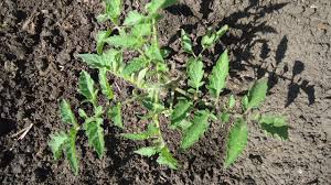 можно ли сажать помидоры по две штуки в лунку Kakie Sorta Tomatov Nelzya Vysazhivat Po 2 V Odnu Lunku Video Olgi Chernovoj 16 Iyunya Youtube