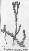 Image result for Selaginella shabaensis
