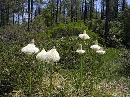 Image result for Rhinacanthus xerophilus