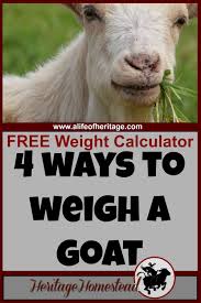 goat weight 4 easy ways to weigh