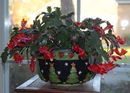This low maintenance cactus can survive in a variety of low light conditions and only needs a little water to thrive. Take Care Of Your Holiday Plants