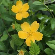 Image result for Kerria