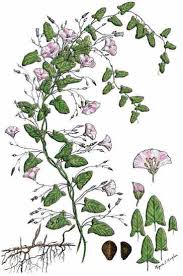 Its dangling clusters of fragrant, white spring flowers open against fernlike, compound green foliage. The 10 Worst Garden Weeds Organic Gardening Mother Earth News