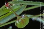 Image result for Phyllanthus nummulariifolius