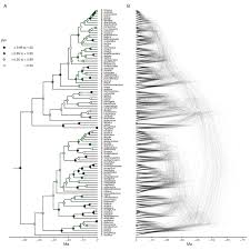 Image result for Asterochaete angustissima