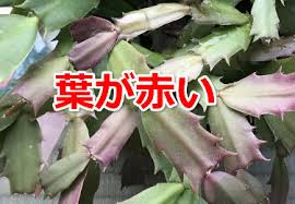 葉が赤くなったら危険 シャコバサボテンの植え替え時期なんて待てない